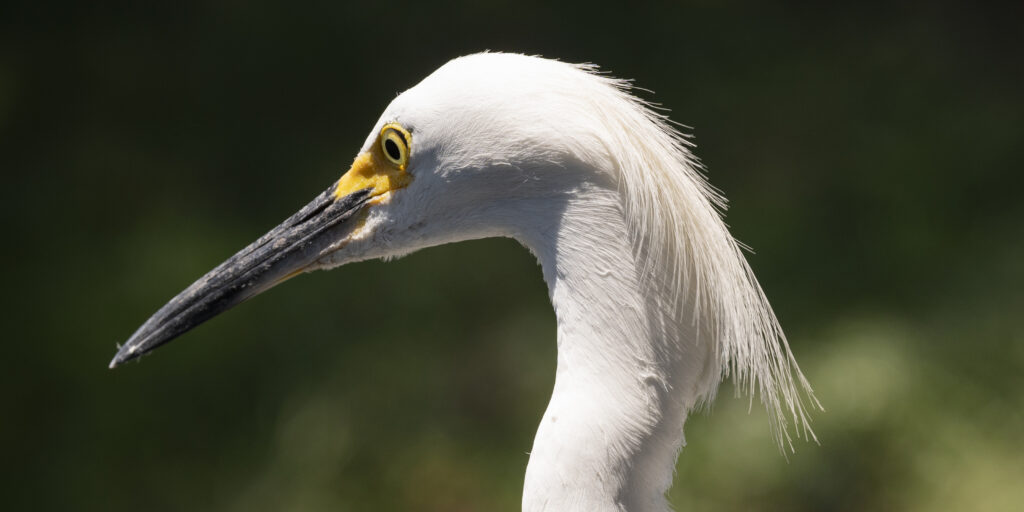 wildlife photo of wild egret hunting