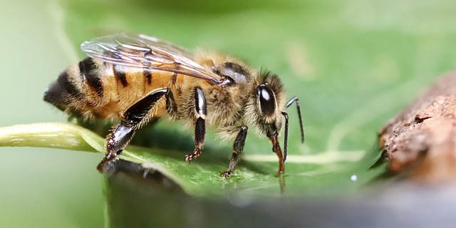 Macro photograph of honey bee on leaf. Tips for Photography beginners