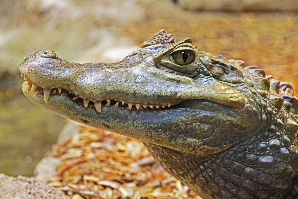 alligator, gator, teeth-1579916.jpg
