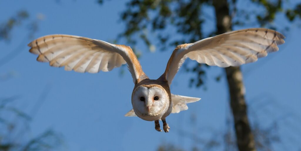 barn owl, bird, flying-1107397.jpg