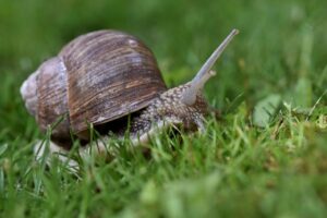 snail, mollusk, mollusc-8314358.jpg